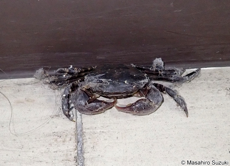 脱走したイソガニ