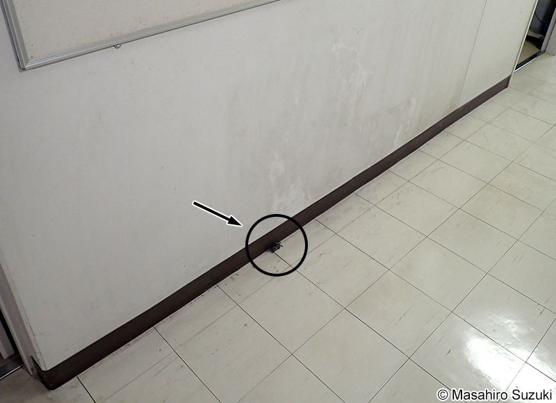 脱走したイソガニ