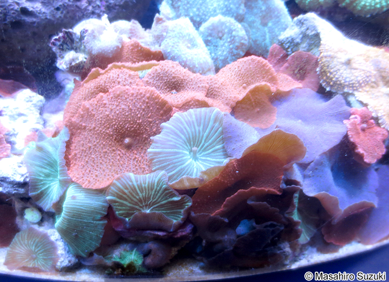 イソギンチャクモドキ属の1種 Discosoma sp.