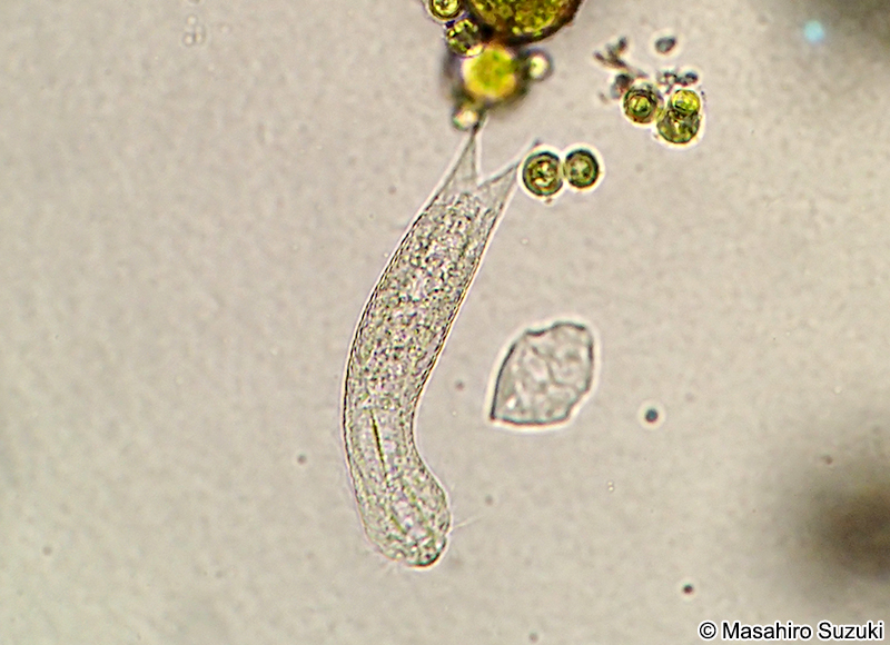 イタチムシ Chaetonotus