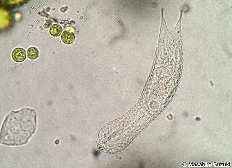イタチムシ Chaetonotus