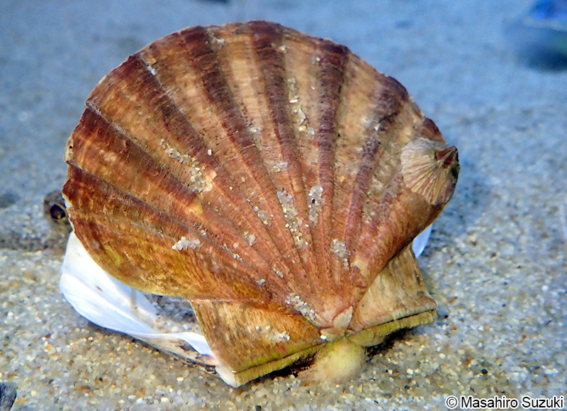 イタヤガイ Pecten albicans