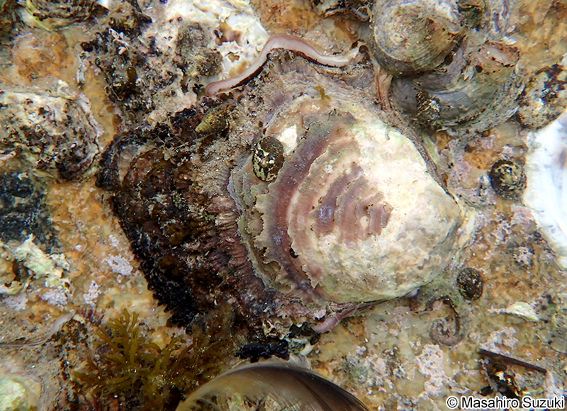 イワガキ Magallana nippona