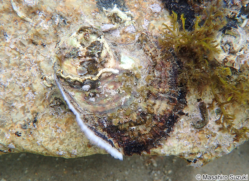 イワガキ Magallana nippona