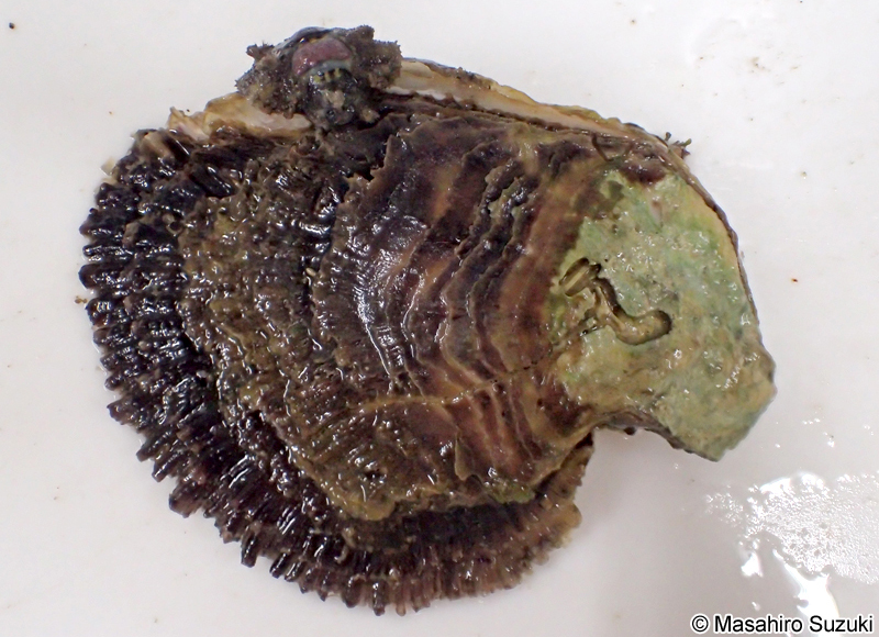 イワガキ Magallana nippona