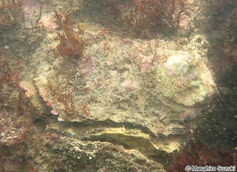 イワガキ Magallana nippona