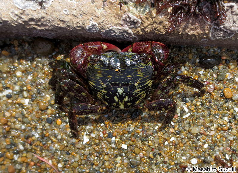 イワガニ Pachygrapsus crassipes