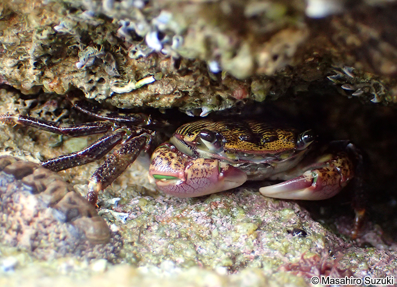 イワガニ Pachygrapsus crassipes