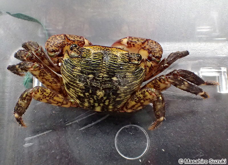 イワガニ Pachygrapsus crassipes