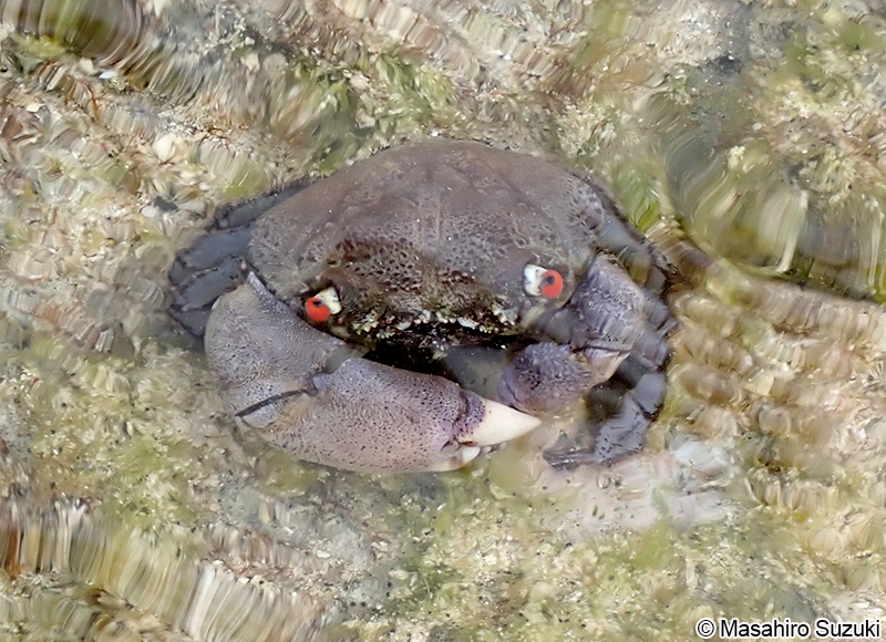 イワオウギガニ Eriphia sebana