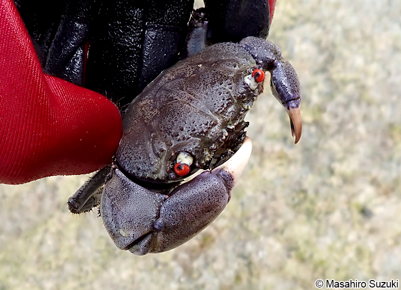 イワオウギガニ Eriphia sebana