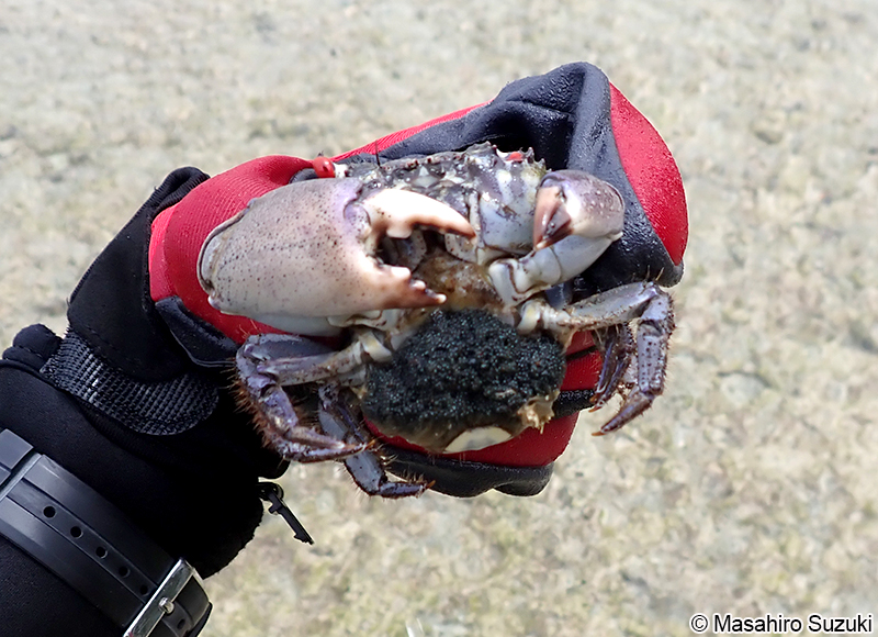 イワオウギガニ Eriphia sebana