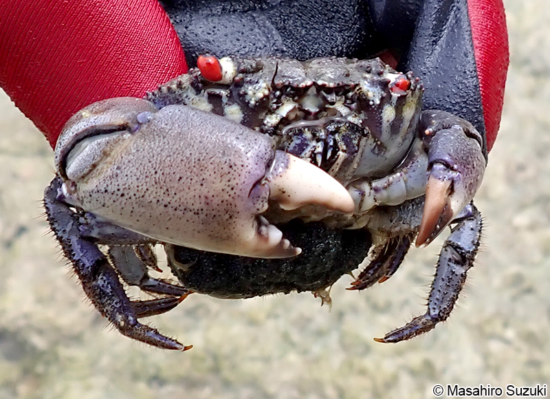 イワオウギガニ Eriphia sebana