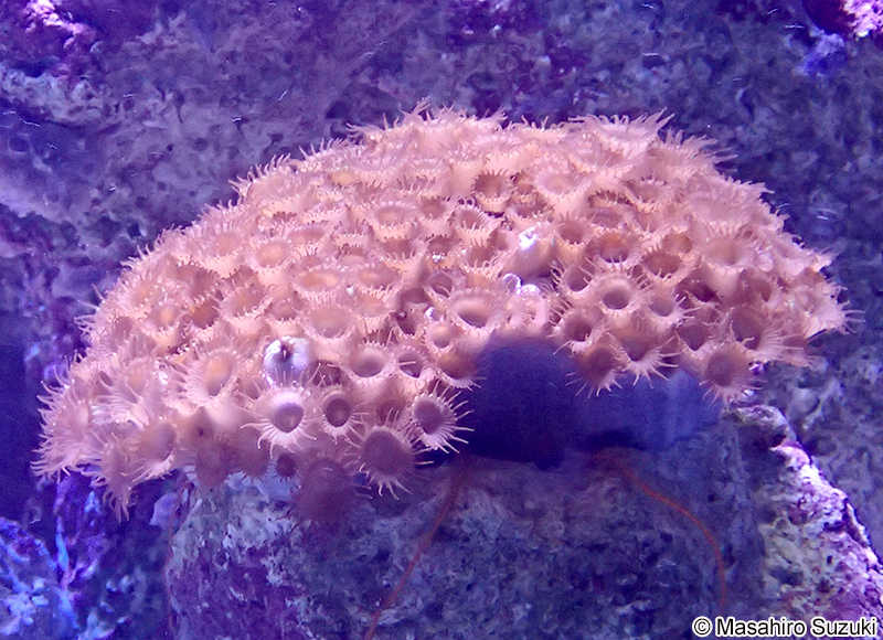 イワスナギンチャク Palythoa tuberculosa