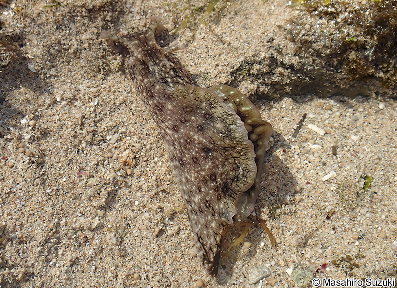 ジャノメアメフラシ Aplysia argus