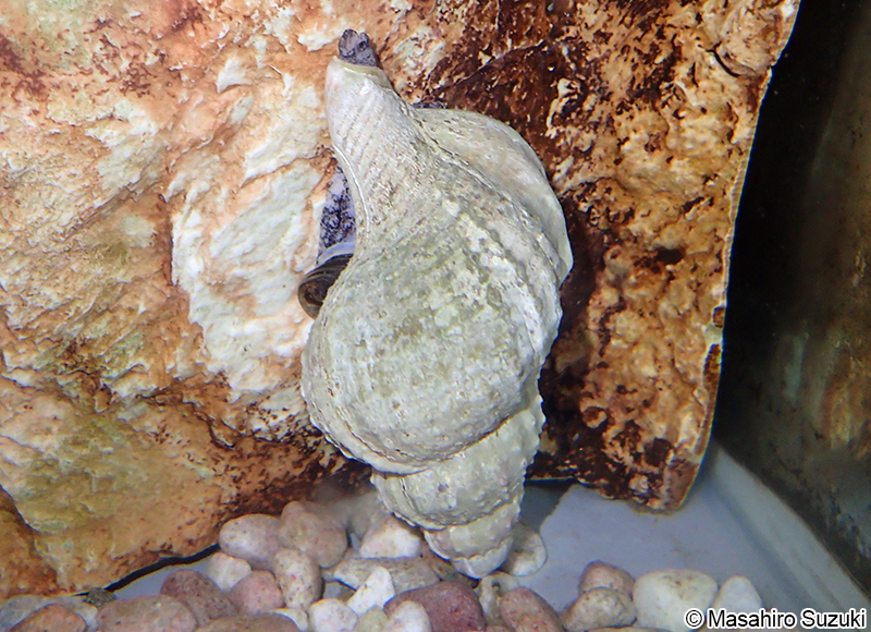 カブトアヤボラ Fusitriton galea