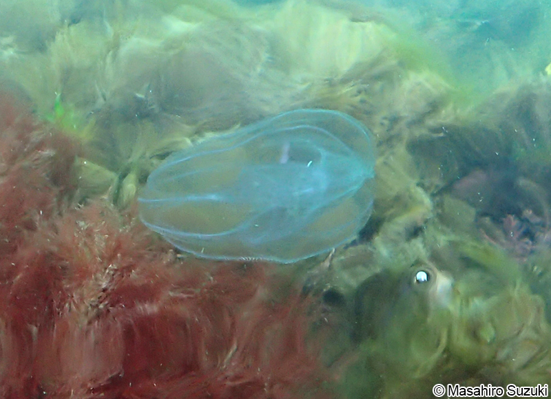 カブトクラゲ Bolinopsis mikado