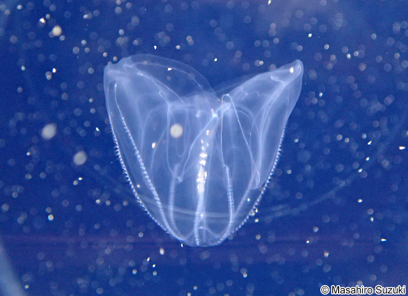 カブトクラゲ Bolinopsis mikado