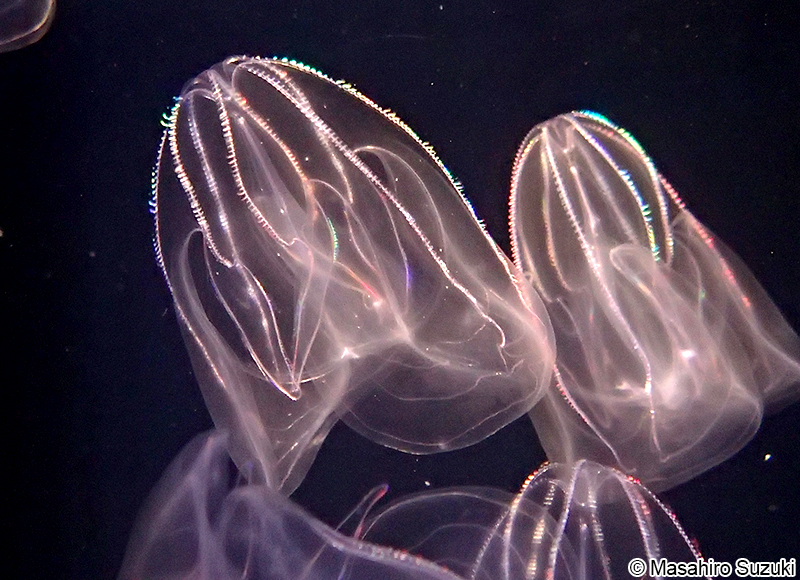カブトクラゲ Bolinopsis mikado