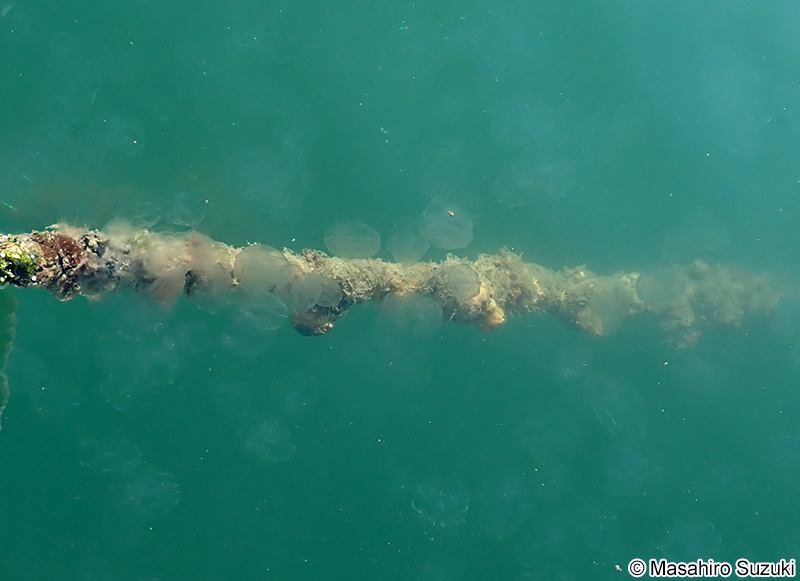 カブトクラゲ Bolinopsis mikado