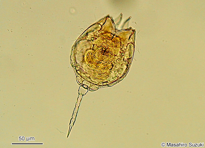 カドエナガワムシ Lecane quadridentata
