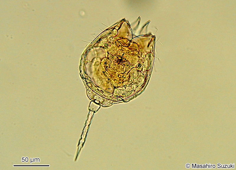 カドエナガワムシ Lecane quadridentata