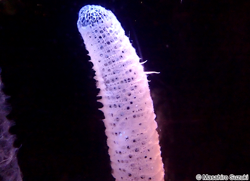 カイロウドウケツ Euplectella aspergillum
