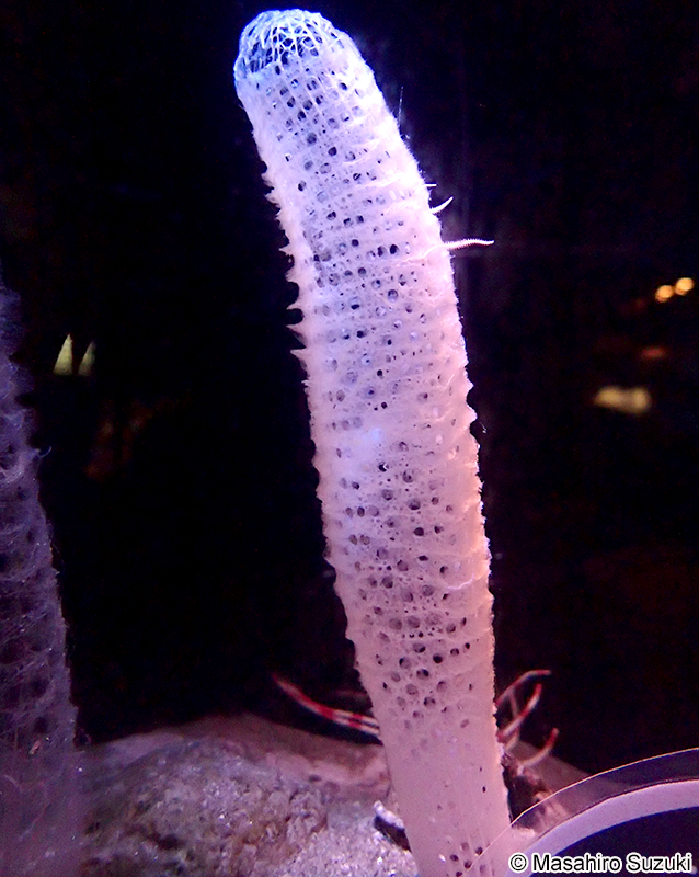 カイロウドウケツ Euplectella aspergillum