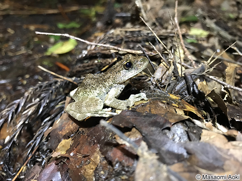 カジカガエル Buergeria buergeri