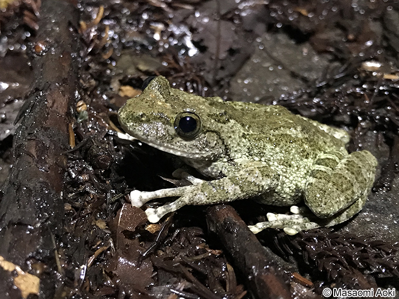 カジカガエル Buergeria buergeri