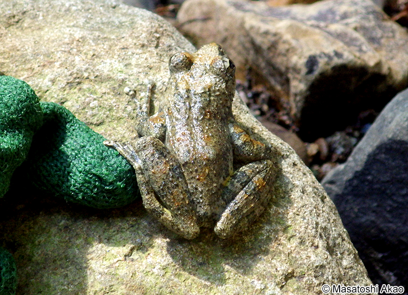 カジカガエル Buergeria buergeri