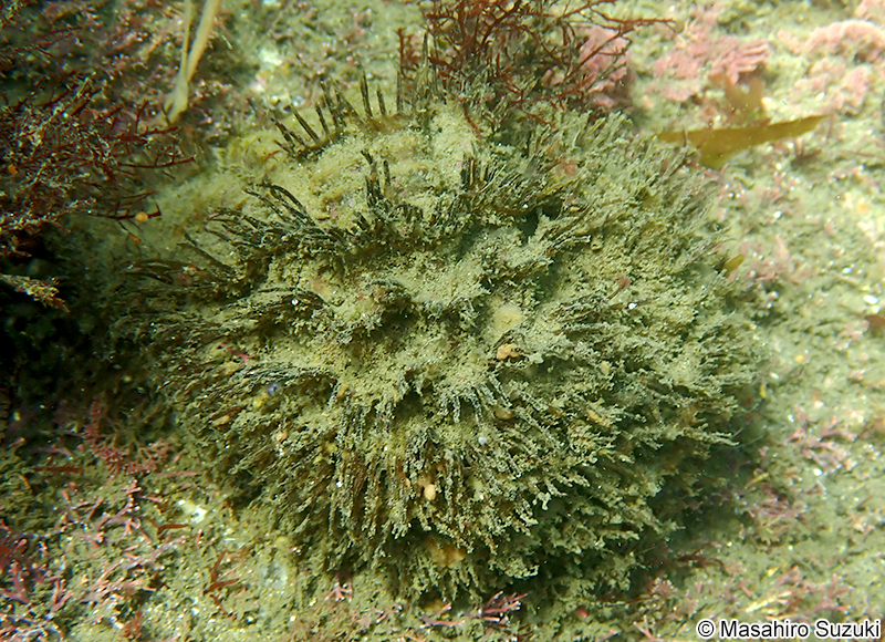 カコボラ Monoplex parthenopeus