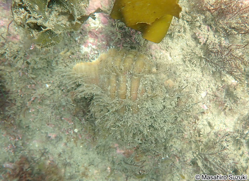 カコボラ Monoplex parthenopeus