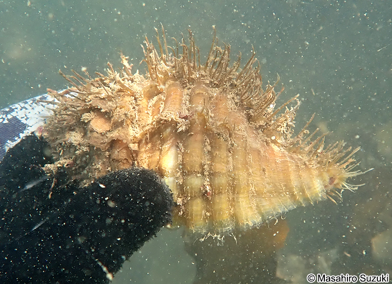 カコボラ Monoplex parthenopeus