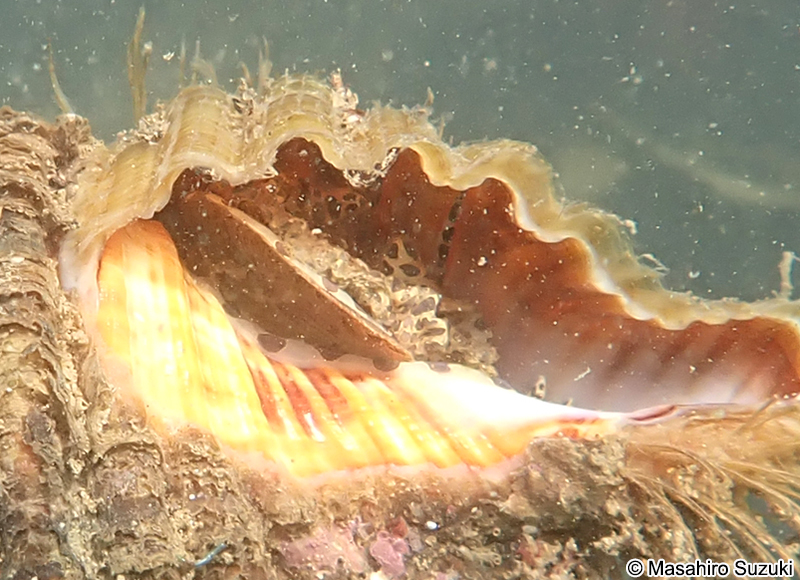 カコボラ Monoplex parthenopeus