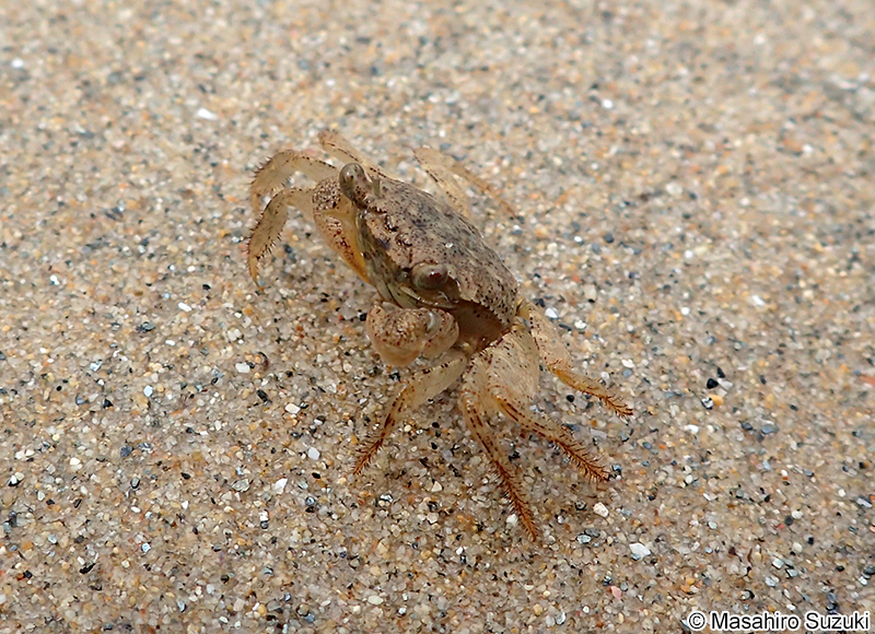 カクベンケイガニ Parasesarma pictum