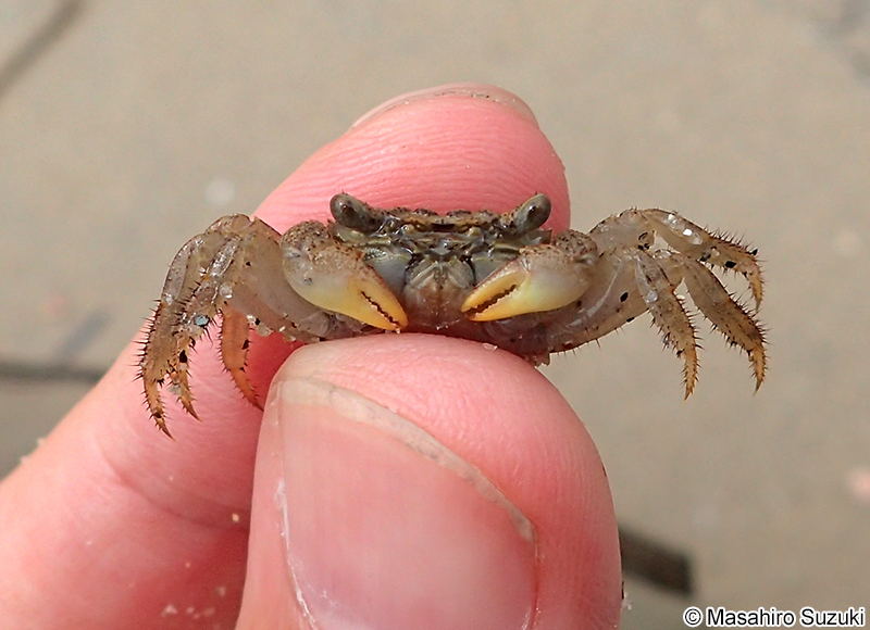 カクベンケイガニ Parasesarma pictum