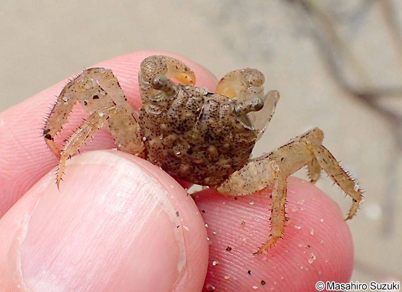 カクベンケイガニ Parasesarma pictum