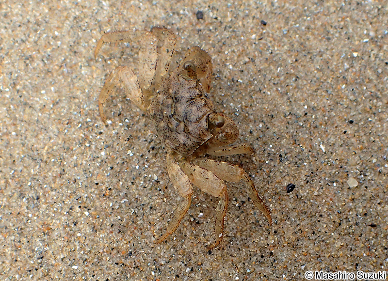 カクベンケイガニ Parasesarma pictum