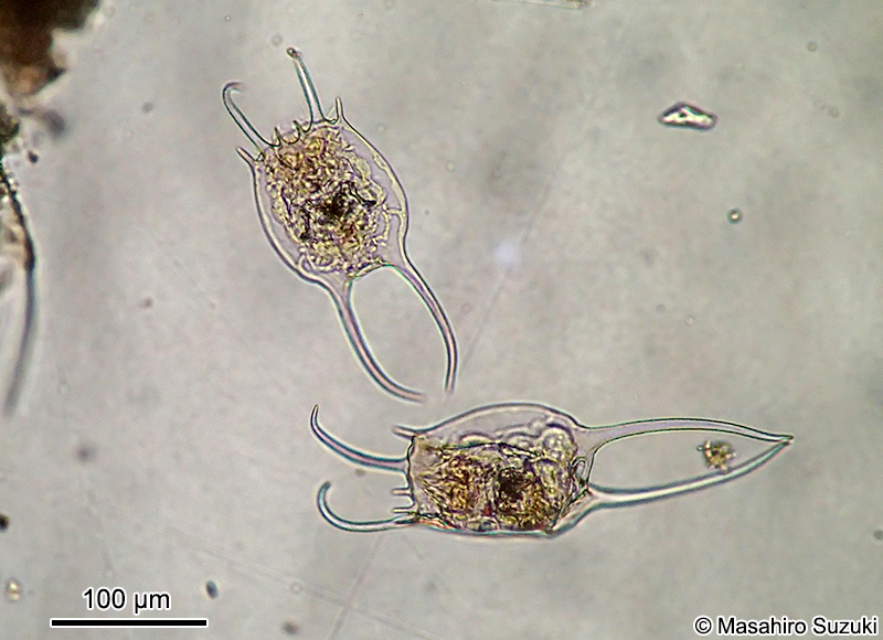 カマガタツボワムシ Brachionus falcatus