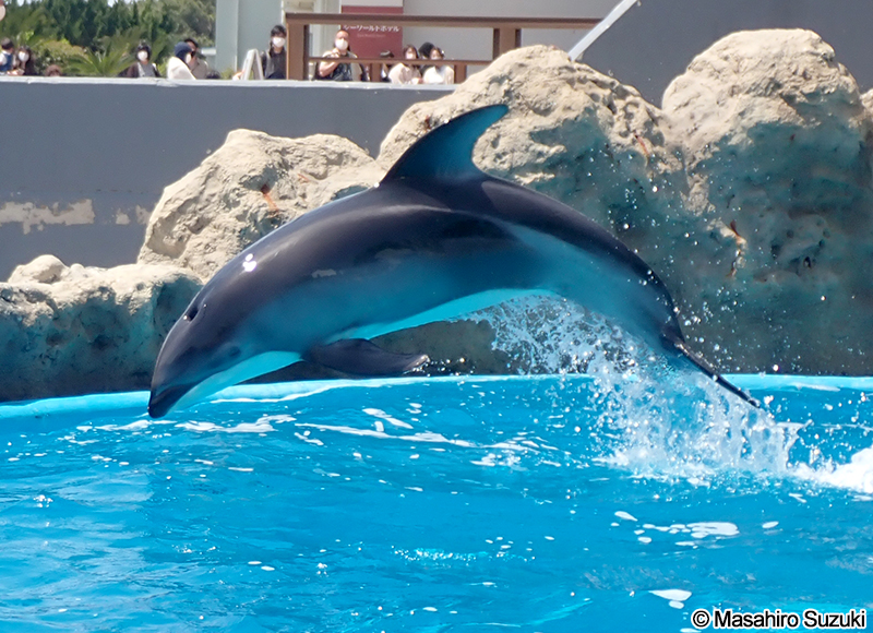 カマイルカ Lagenorhynchus obliquidens