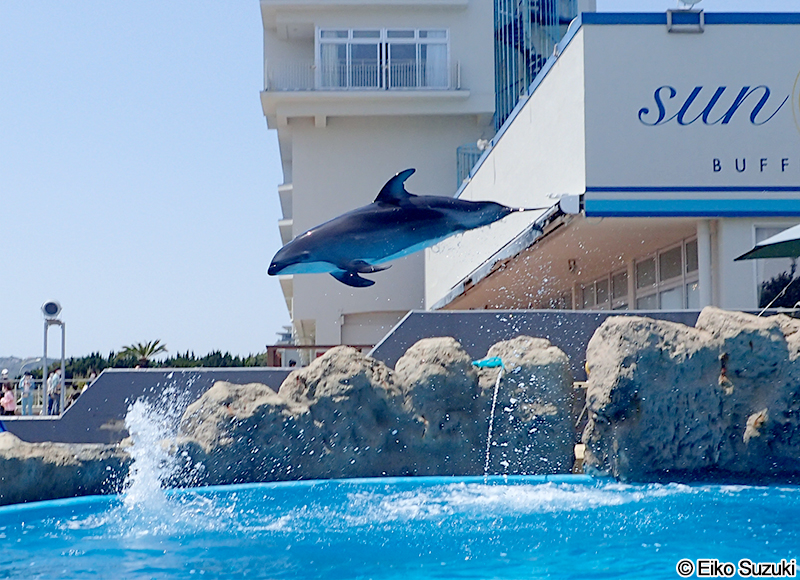 カマイルカ Lagenorhynchus obliquidens