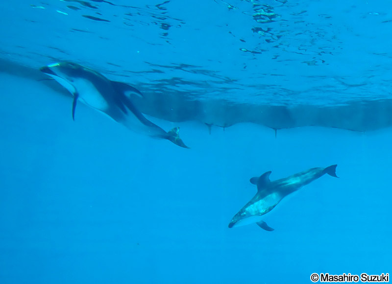 カマイルカ Lagenorhynchus obliquidens