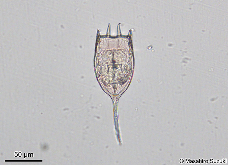 カメノコウワムシ Keratella cochlearis