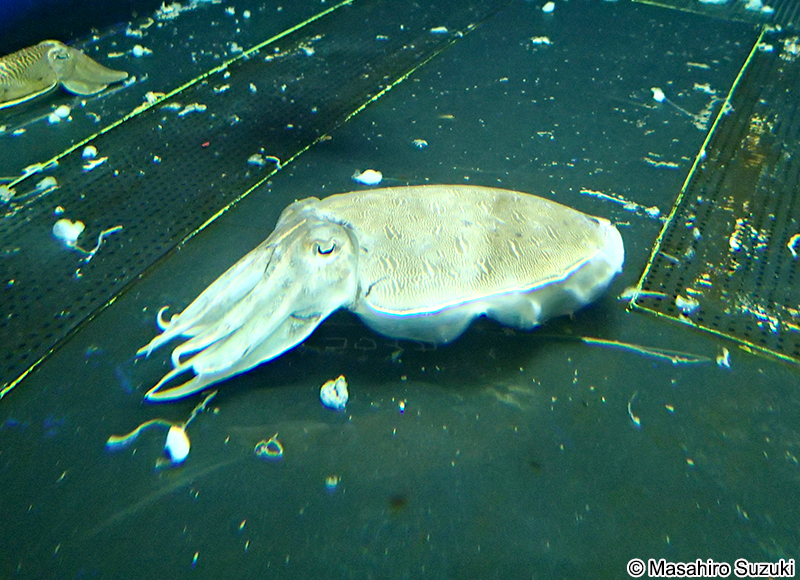 カミナリイカ Sepia lycidas