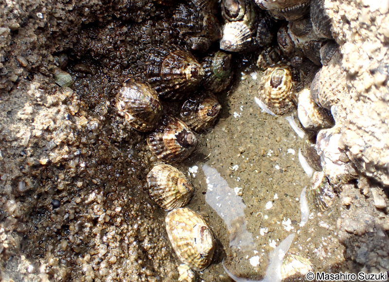 カモガイ Lottia dorsuosa