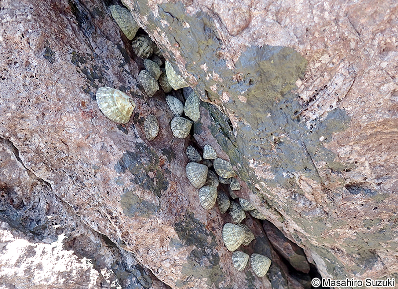 カモガイ Lottia dorsuosa