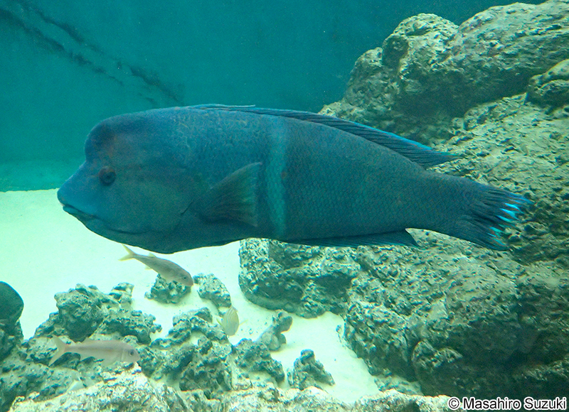 カンムリベラ Coris aygula