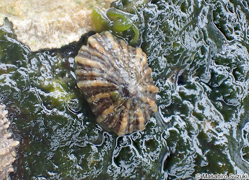 カラマツガイ Siphonaria japonica