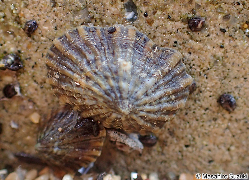 カラマツガイ Siphonaria japonica